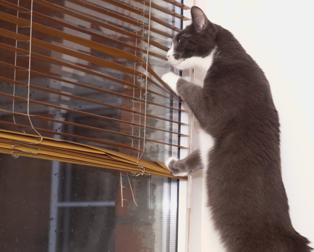 一只小灰猫望着窗外。用爪子推开百叶窗。它用后腿站立。图片下载