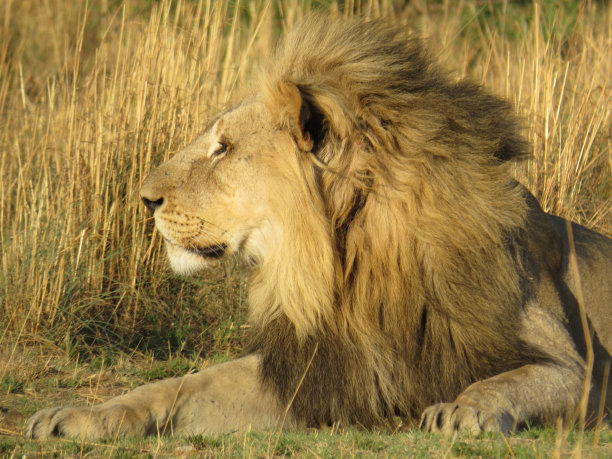 雄狮在兰斯堡放松图片下载