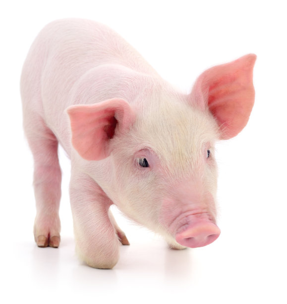 白衣猪图片下载
