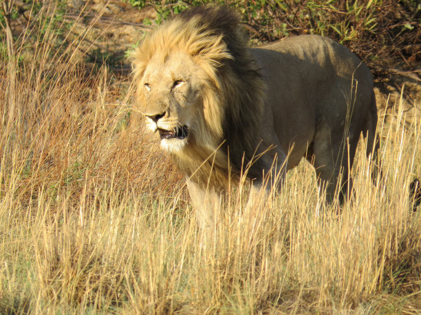 在兰斯堡散步的雄狮图片下载