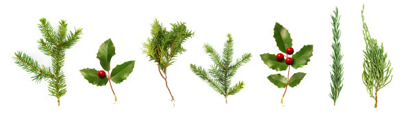 一套白色背景的圣诞植物浆果。云杉，冬青，松木，迷迭香，雪松。图片下载