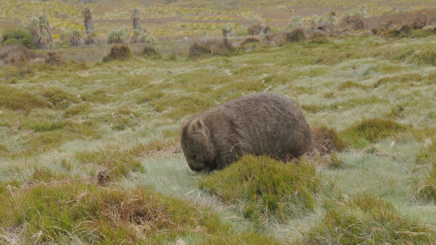 一只袋熊在塔斯马尼亚的摇篮山吃草的侧面视图图片下载