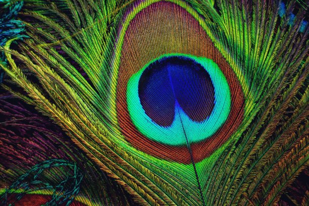 孔雀羽毛的特写细节。羽毛孤立。图片下载