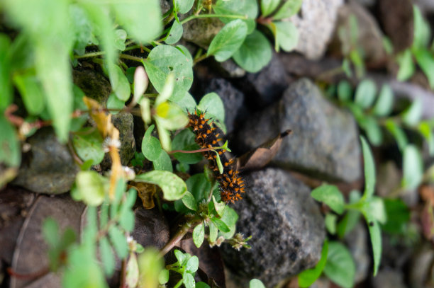 一张黑色毛毛虫在绿叶和黑色岩石上的照片图片下载