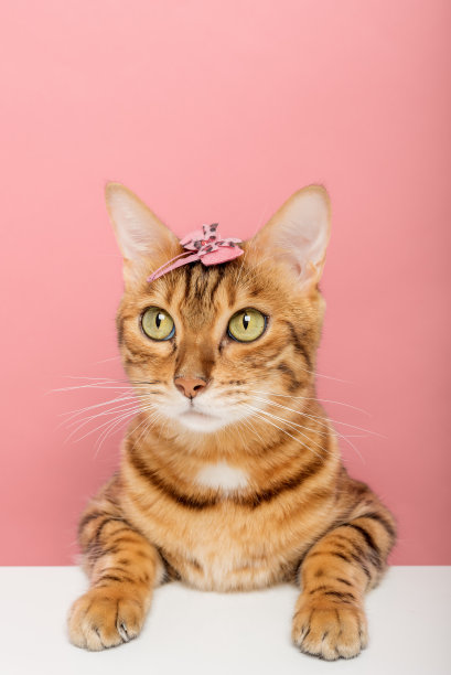 漂亮的孟加拉猫，背景上她的头上有一个发夹。图片下载