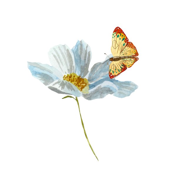 雏菊花蝴蝶橙素描水彩画图片下载