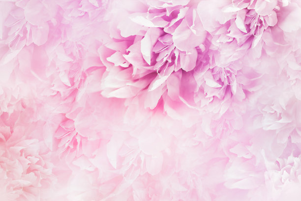 牡丹开粉红色的花。花的背景。花和花瓣。大自然。图片下载