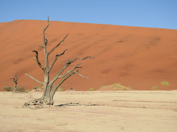 沙丘背景下的枯树。Deadvlei, Sossusvlei，纳米比亚。图片下载