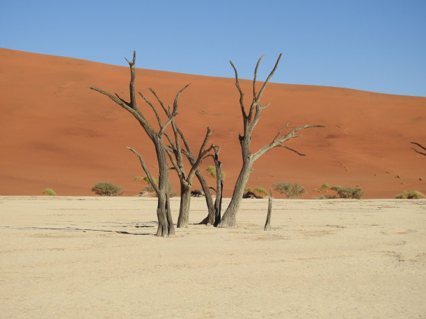 死树映衬着沙丘的背景。Deadvlei, Sossusvlei，纳米比亚。图片下载