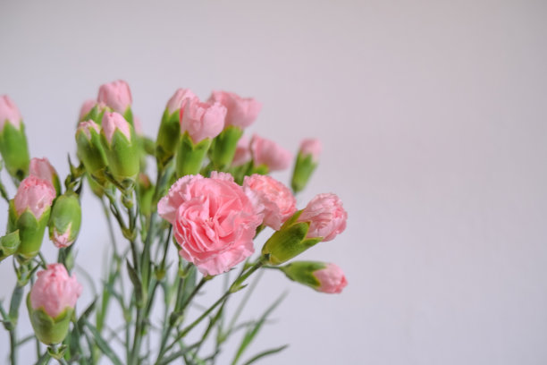 白色的墙壁上有一束粉红色的康乃馨。副本的空间。明信片的设计。花的背景图片下载
