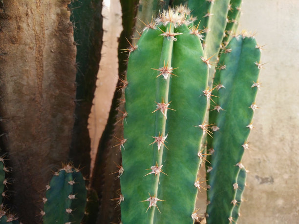 圣佩德罗仙人掌植物的特写图片下载