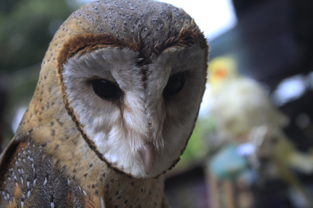 猫头鹰图片下载