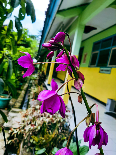 由绿叶和紫色花朵组成的创意布局图片下载