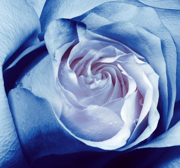 花蓝色玫瑰近。微距照片，花卉背景。自然图片下载