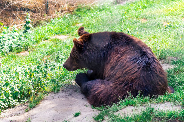 毛茸茸的小棕色泰迪熊在长满绿草的田野里玩耍图片下载