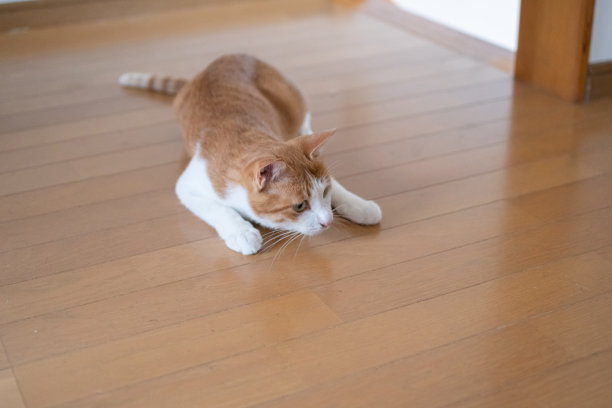 放松的猫图片下载