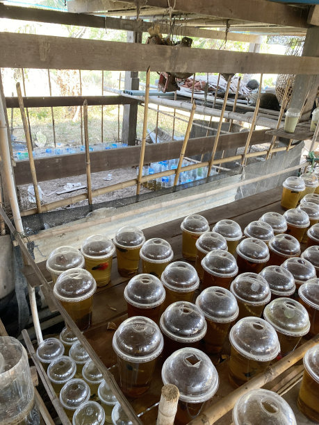 斗鱼养殖场图片下载