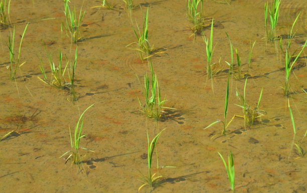 水稻种植后的稻田图片下载