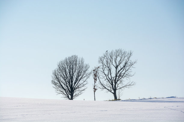 冬天的小树林矗立在白雪皑皑的田野和蔚蓝的天空上图片下载
