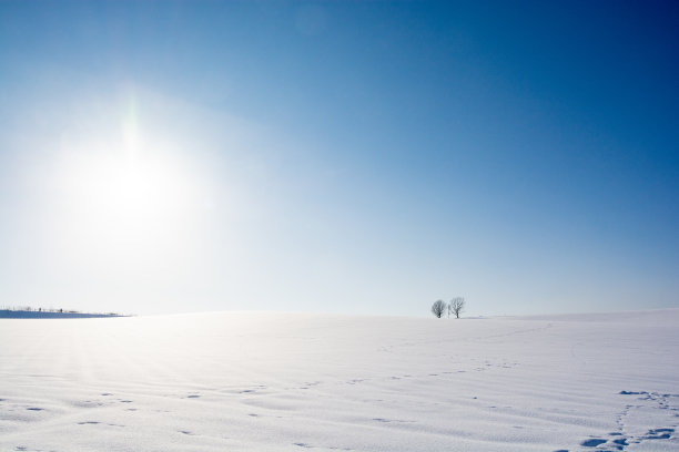 冬日的小树林矗立在白雪覆盖的田野上，阳光灿烂图片下载