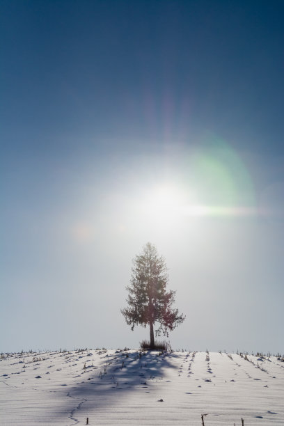 松树矗立在雪山和阳光图片下载