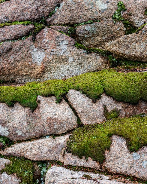 石墙上长满了绿色的苔藓图片下载