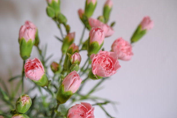 白色背景上的粉红色康乃馨花朵特写。花的背景。明信片的设计图片下载