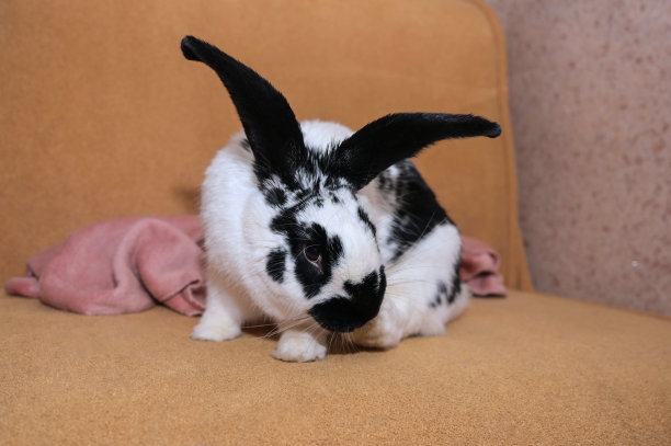 可爱的小兔子正坐在黄色的沙发上看着镜头图片下载