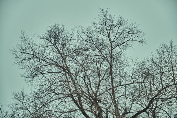 光秃秃的树枝映衬着冬日的天空图片下载