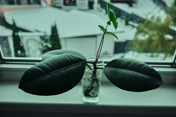 室内植物绿叶植物室内细节自然之美图片下载