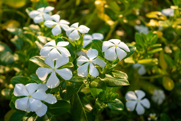 白色的长春花在花园里盛开。图片下载