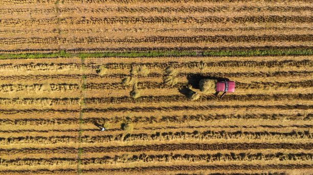 俯视图的秋天收获后与掉落的稻草在农村。农民在收获后将田里的一堆原料收集到皮卡上。泰国收获水稻后的稻田。图片下载