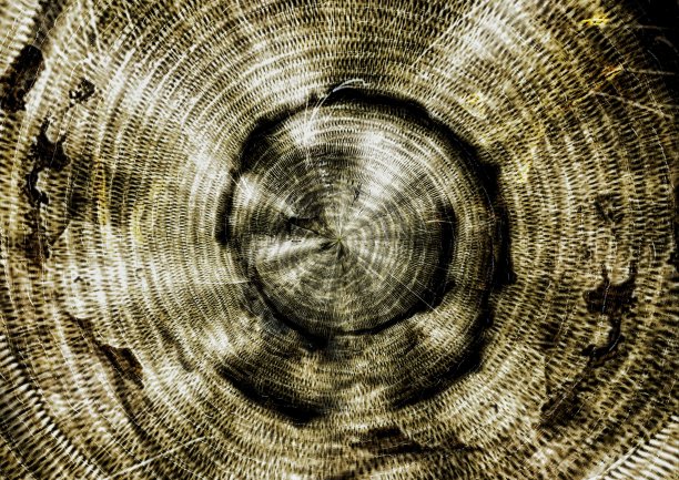 古树横切面的插图背景图片下载