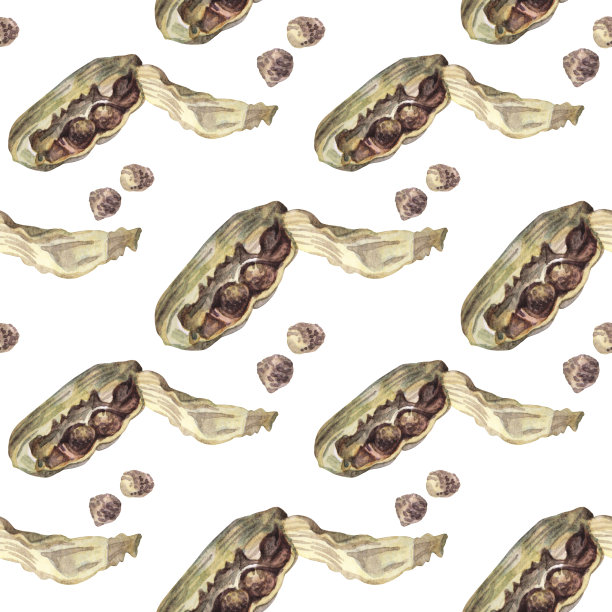 无缝图案水彩豆蔻白色背景。用于烹饪甜点或饮料的香味调味品。有小豆蔻的圣诞食物。厨房烹饪书和贴纸的艺术。壁纸包装图片下载