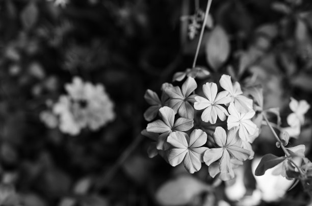 前花园的美丽花朵图片下载