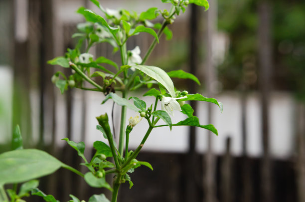 前院开花的辣椒，柔焦拍摄。图片下载