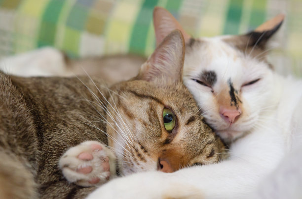 可爱的猫都睡懒觉图片下载