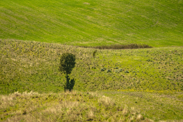 独特的乡村景色，一棵孤立的树图片下载