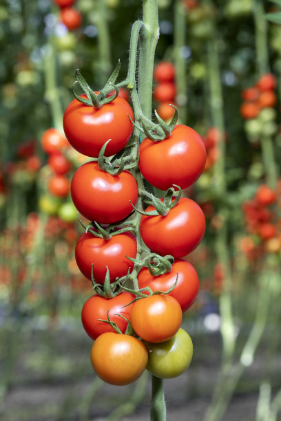 在温室里种植的西红柿图片下载