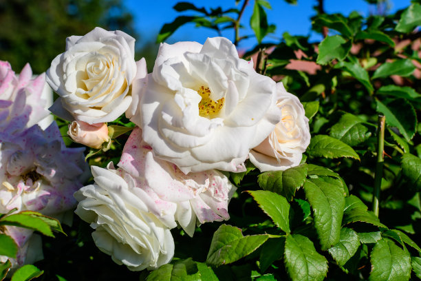 在一个阳光明媚的夏日，花园中有许多精致的白玫瑰和绿叶的大灌木，美丽的户外花卉背景用柔和的焦点拍摄图片下载