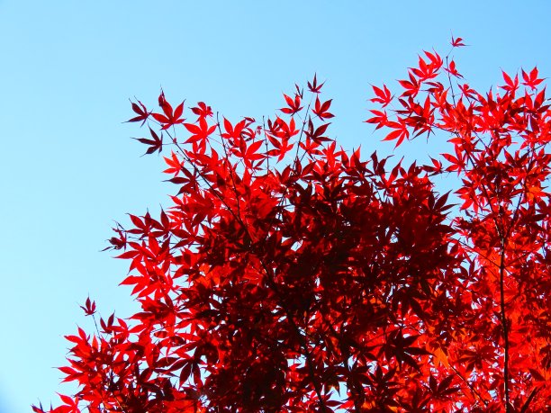 秋天的落叶图片下载