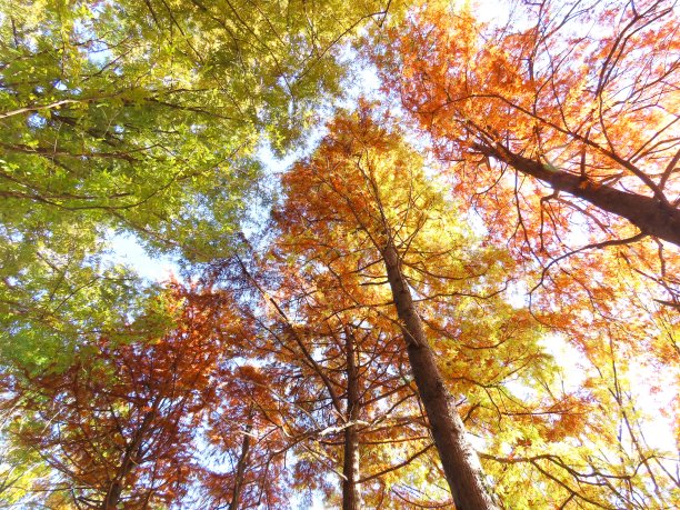 秋天的落叶图片下载