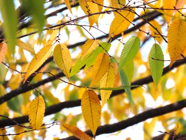 秋天的落叶图片下载