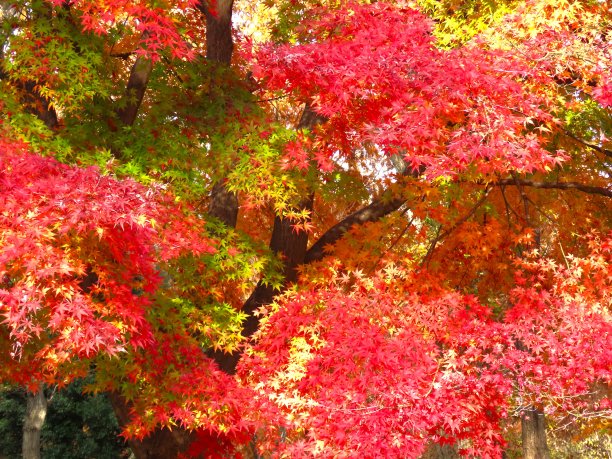 秋天的落叶图片下载