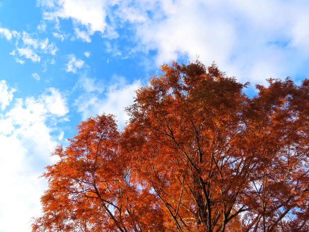 秋天的落叶图片下载