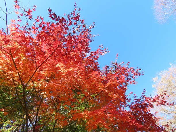 秋天的落叶图片下载