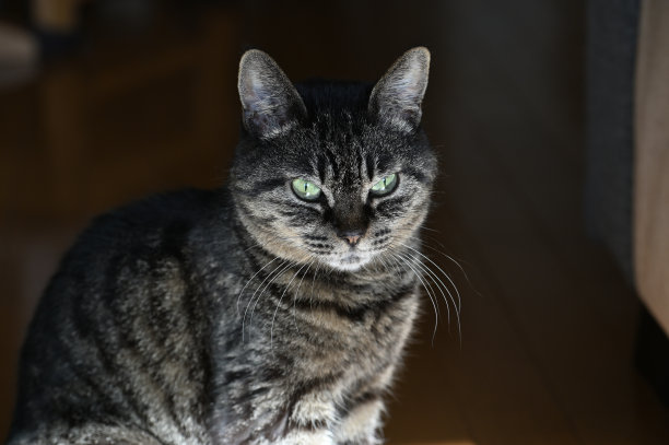 猫在家里休息图片下载