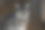 猫在家里休息图片下载