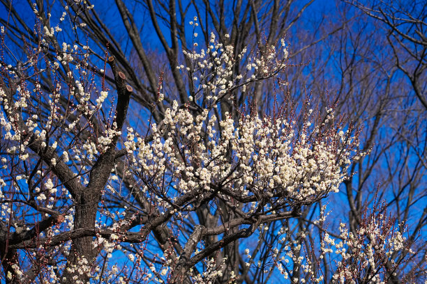 阳光灿烂的梅林里的早野梅子(东京府初市)图片下载