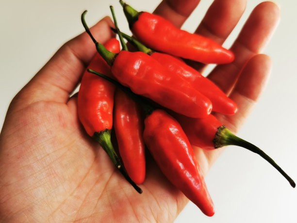 一只手拿着一束白色背景上的印尼红辣椒(辣椒)图片下载
